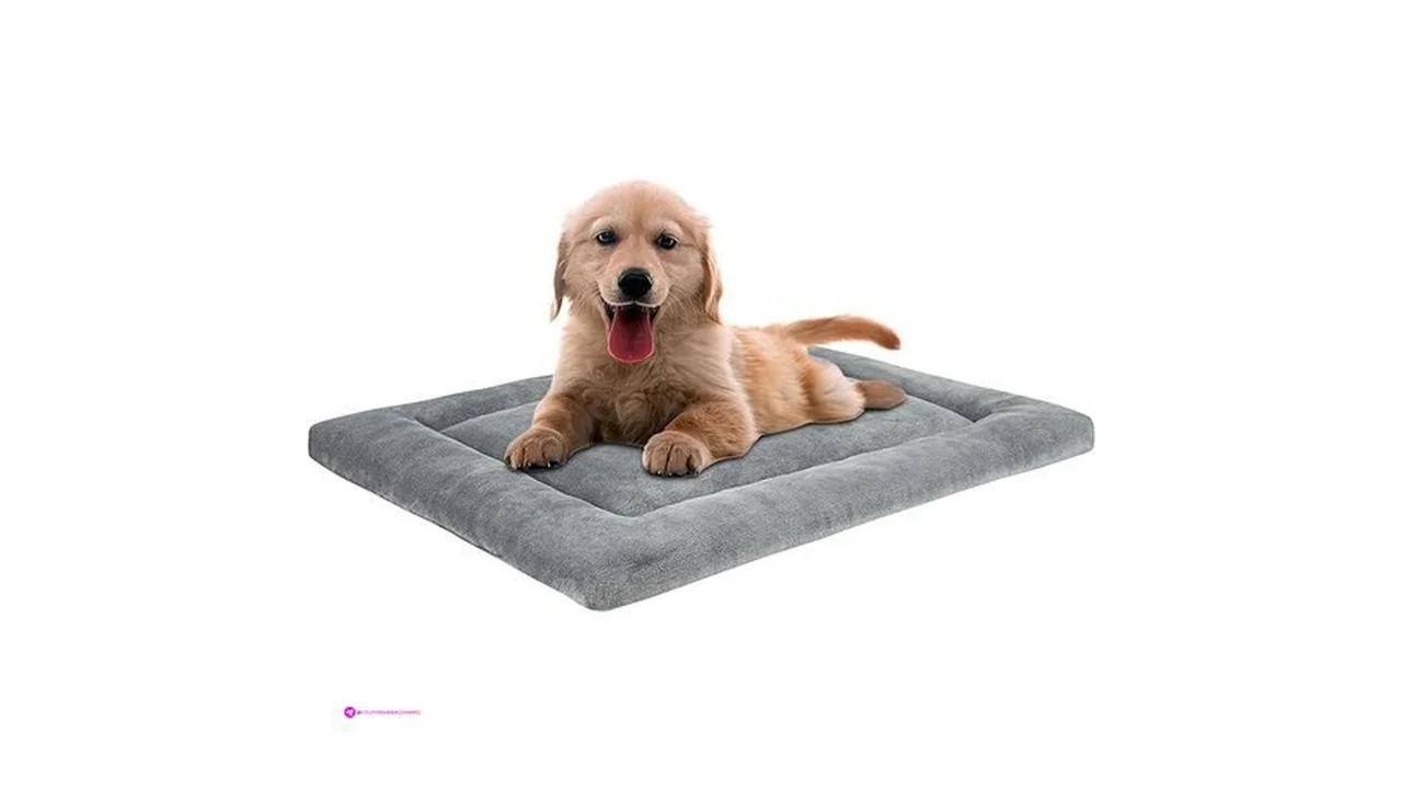 Reg Khonsu Dog Beds Code Qmul8vcf