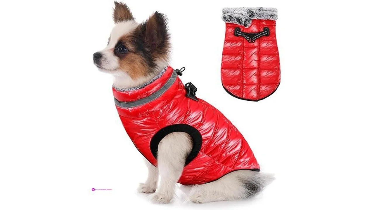 Slowton Dog Snow Jackets Code Naontyq…