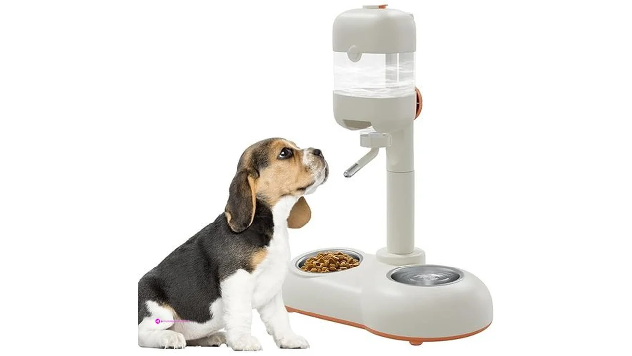 Mitocapy Pet Food Bowls Code 3s98zcie