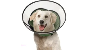 Dog Recovery Collars Code Wejeetrf