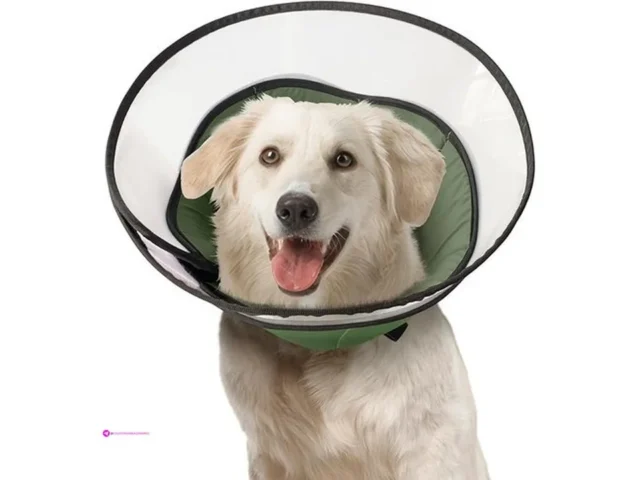 Dog Recovery Collars Code Wejeetrf