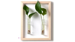 Mudeela Wall Planters Clip Coupon