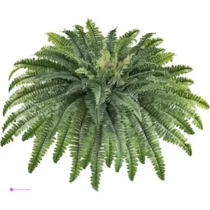 Artificial Ferns Code 62fc82b4