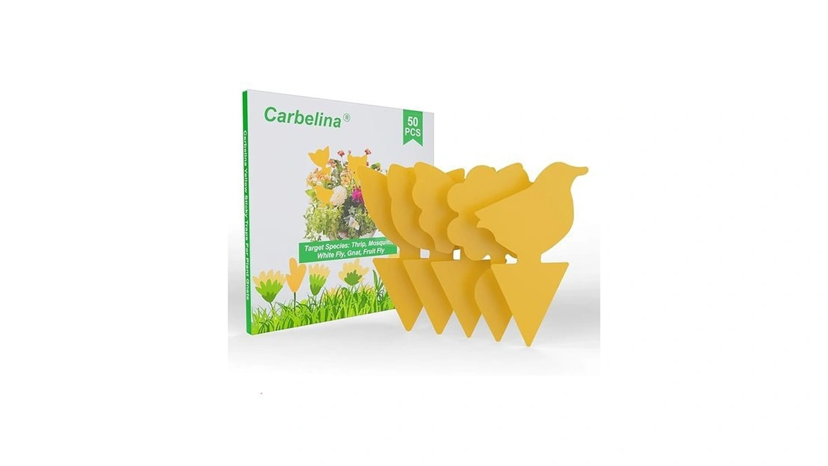 Amazon coupon: Carbelina Gnat Traps For House Indoor Pl