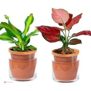 Vcqieo Planters Promo Code Yfv53f2n