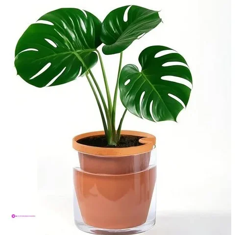 Vcqieo Self Watering Planters Code Yf…