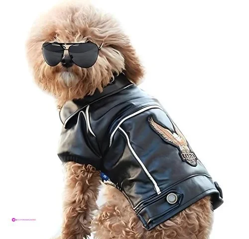Niula Dog Leather Jackets Code Tqaups…
