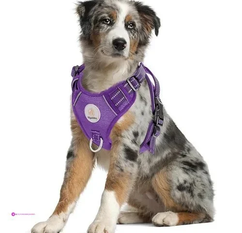 Hipubby Pull Harness Purple Code Xjma…
