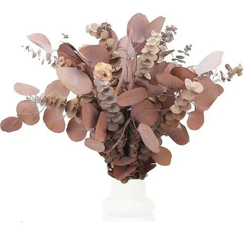 25 Pcs Dried Fall Eucalyptus Stems Silver Dollar Leaves Bundle