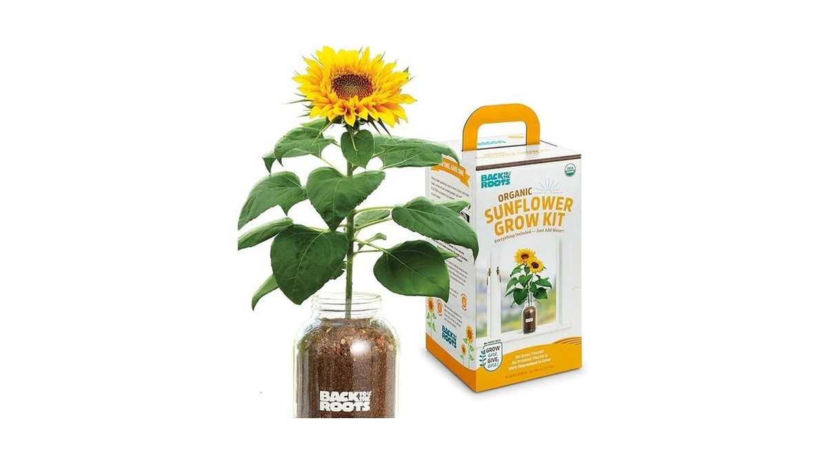 Amazon coupon: Back To The Roots Sunflower Organic Wind