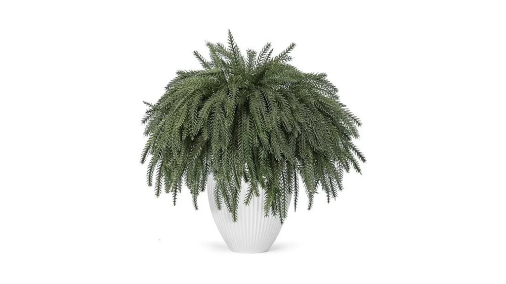 Amazon code: Der Rose 12pcs Christmas Norfolk Pine St