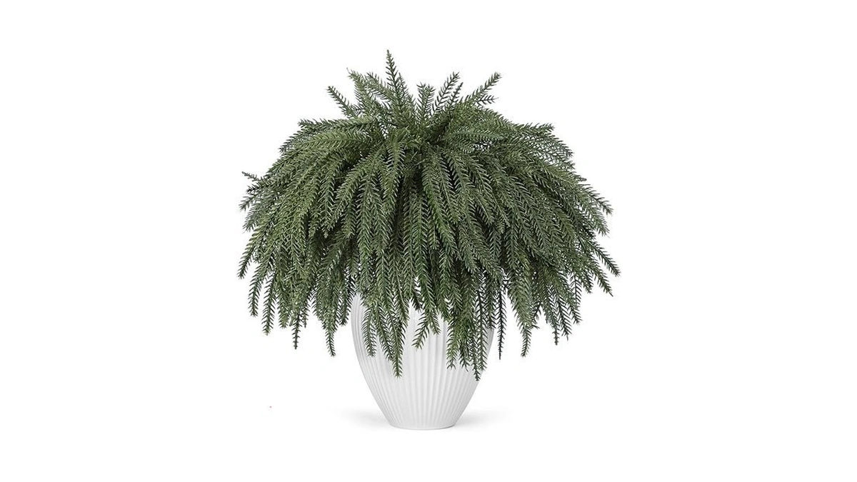 Amazon code: Der Rose 12pcs Christmas Norfolk Pine St