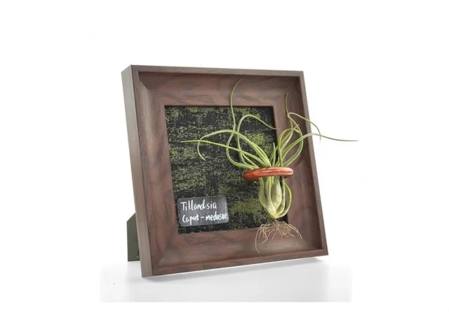 Thxtyvm Air Plant Holder Tillandsia Ionantha… Code
