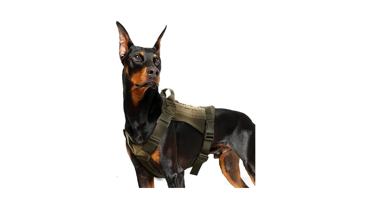 Verified image for post 209526