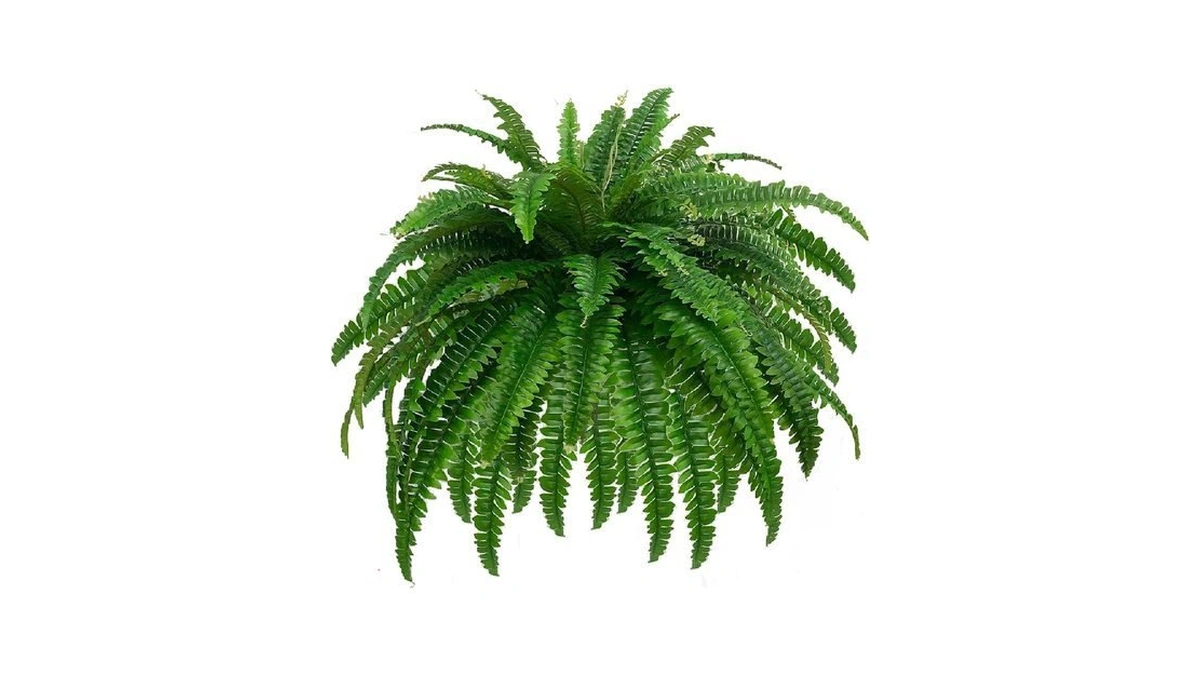 Verified image for post 214464