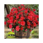 Verified image for post 248661