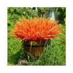 Verified image for post 251883