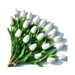 Verified image for post 252677