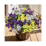 Verified image for post 269305