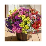 Verified image for post 275944