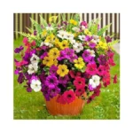 Verified image for post 284476