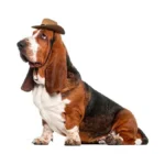 Verified image for post 292775