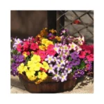 Verified image for post 293559