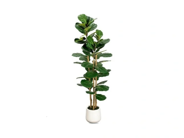 Artificial Fiddle Leaf Fig Tree In Modern White… Code
