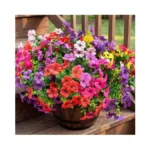 Verified image for post 298961