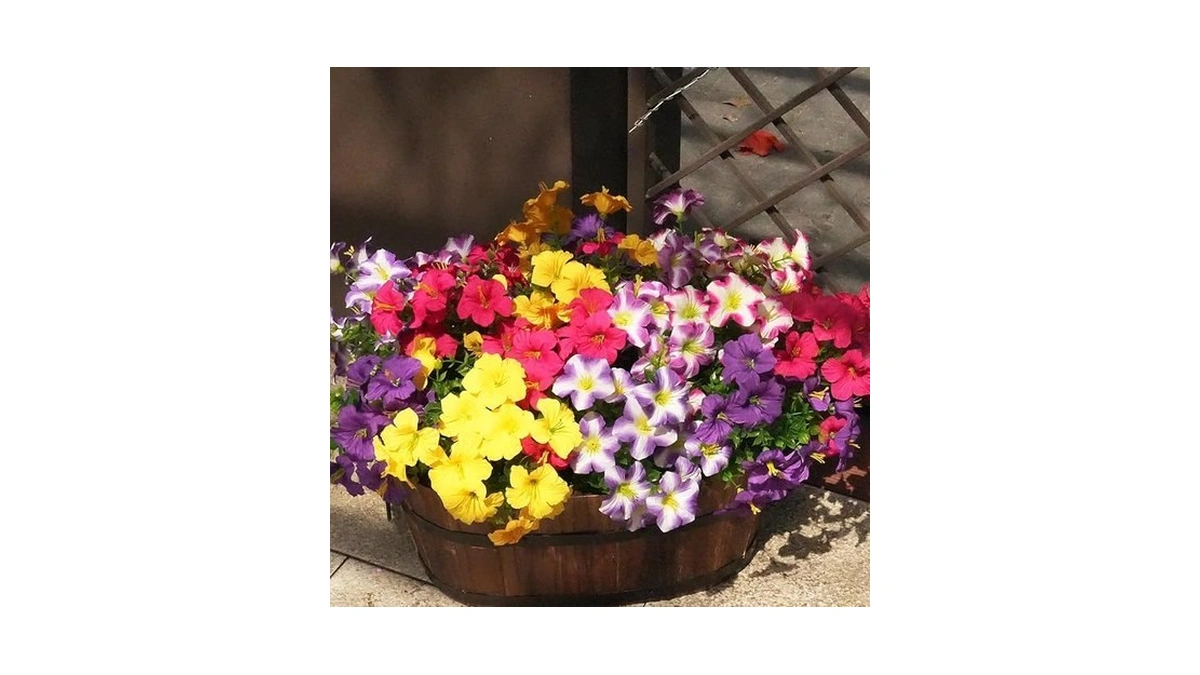 Verified image for post 299207