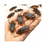 Verified image for post 299321