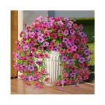 Verified image for post 299405