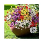 Verified image for post 300281