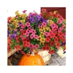 Verified image for post 301285