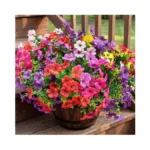 Verified image for post 302625