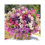 Verified image for post 302883