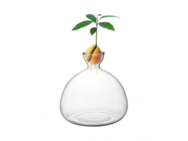 Avocado Tree Growing Kit Avocado Seed Starter Vase… Code