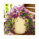 Verified image for post 307038