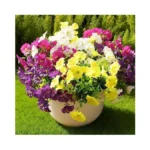 Verified image for post 310079