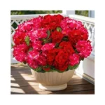 Verified image for post 310681