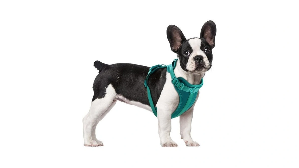 Verified image for post 311449