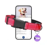 Reflective Dog Collar For Small Dogs With Dog Tags... - Coupon