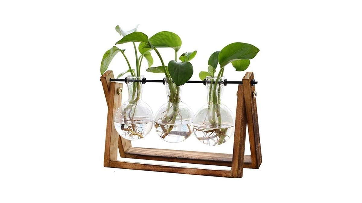Xxxflower Plant Terrarium With Wooden Stand Air... - Coupon