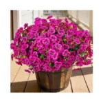 Stylenest 24 Pcs Artificial Fake Pansy Flowers For Outdoor,faux Silk