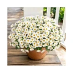 Realistic Artificial Flowers For Outdoors, 6 Bundles Full Daisy Uv