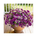 Stylenest 12 Piece Outdoor Artificial Flowers Fake Pansies -two-tone Faux