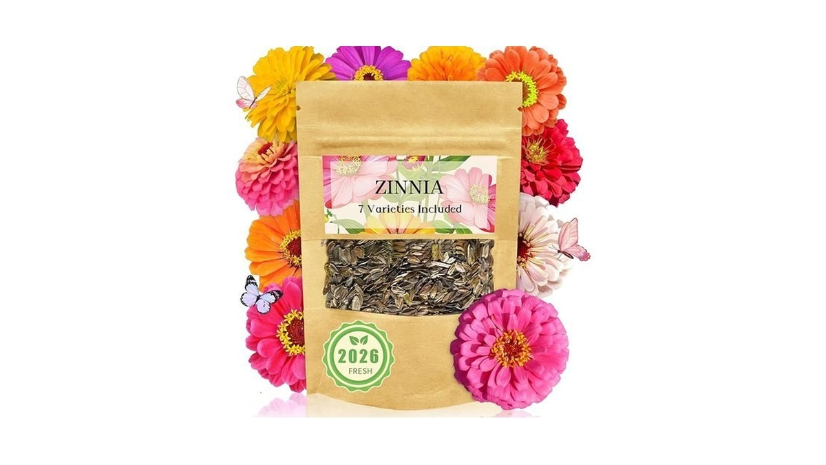 Zinnia Seeds Bulk 5,000+ | Outdoor Flower For Planting |giant