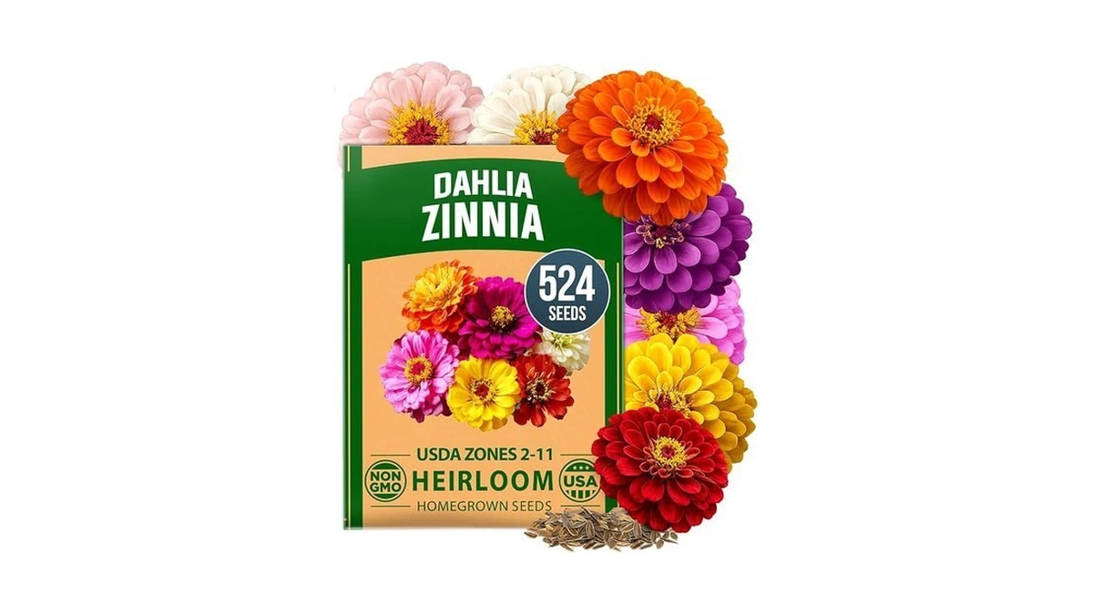 Home Grown Zinnia Dahlia Seeds Pack For 2026 Non Gmo