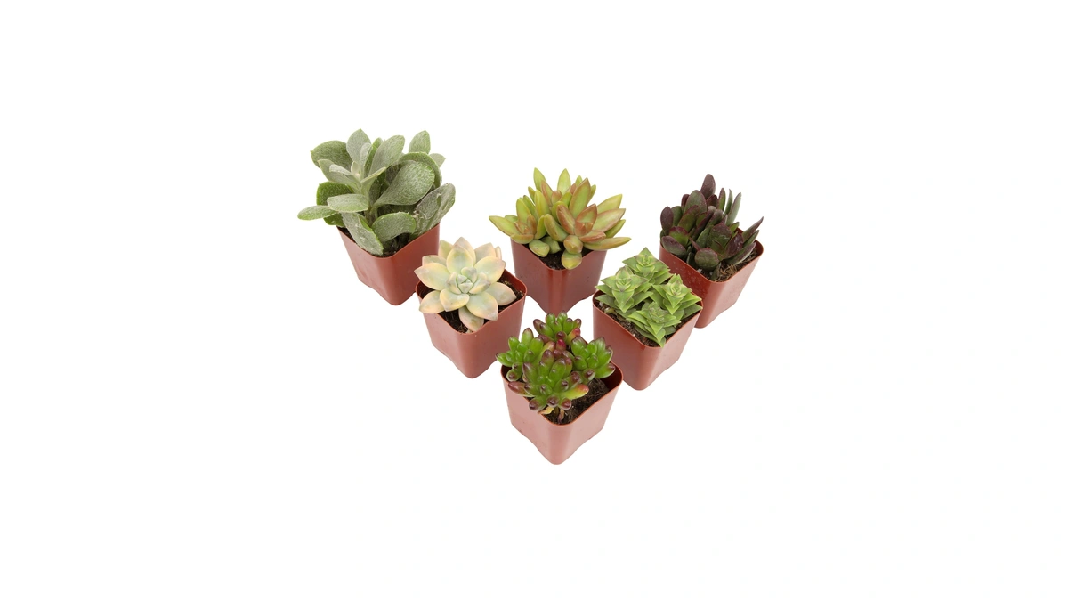 Succulents Plants Live (6pk) Potted Succulent Plants Live House Plants,