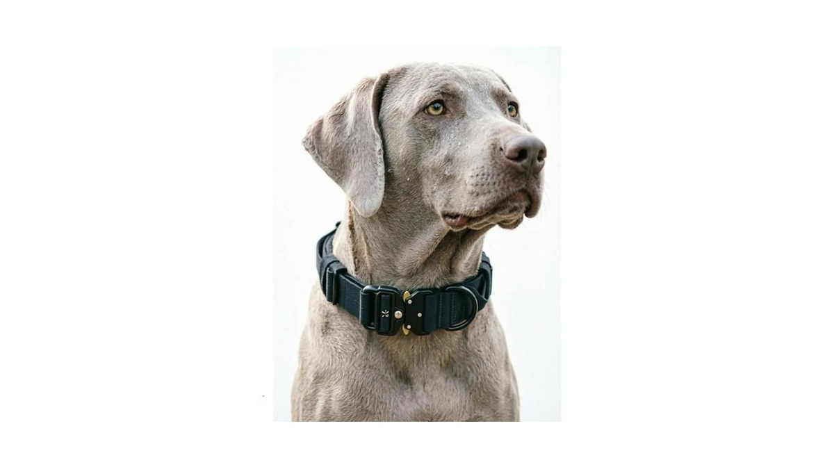 Tactical Dog Collar For Large Medium Dogs, Adjustable Military Training